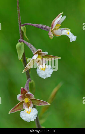 Elleborina palustre (Bergonii palustris), fioritura, in Germania, in Baviera, Alta Baviera, Baviera superiore Foto Stock