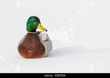 Il germano reale (Anas platyrhynchos), maschio nella neve, Germania Foto Stock