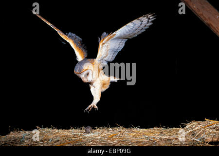 Il barbagianni (Tyto alba), la presa dopo un mouse in un granaio, Germania Foto Stock