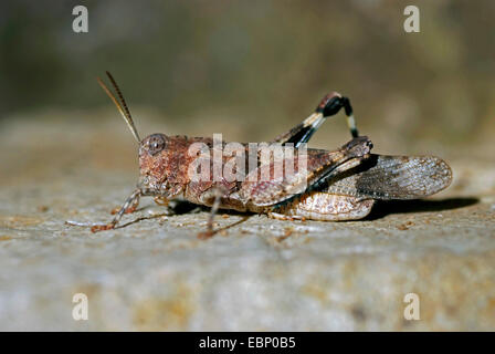Blu-winged grasshopper (Oedipoda coerulescens), maschio, Francia, Corsica Foto Stock