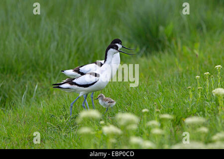 Pied avocet (Recurvirostra avosetta), due uccelli adulti in piedi insieme con una neonata in un prato, Germania Foto Stock