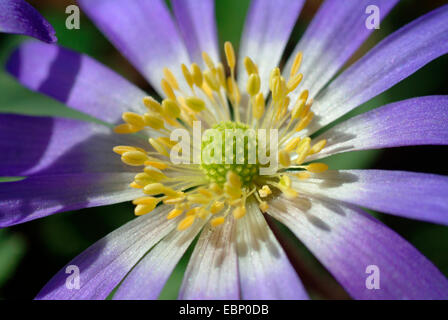 Anemone blu, Mountain Windflower (Anemone blanda), deatil di fiore Foto Stock