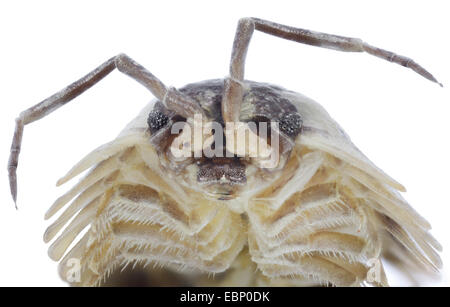 Comune, woodlouse sowbug comune, giardino grigio woodlouse (Oniscus asellus), macro colpo di testa femmina Foto Stock