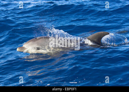 Bottlenosed dolphin, comune bottiglia di delfini dal naso (Tursiops truncatus), Spyhopping, Isole Canarie, La Gomera Foto Stock