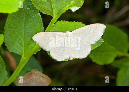 Onda di panna, crema falena wave (Scopula floslactata), su una foglia, Germania Foto Stock