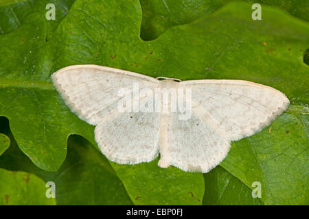 Onda di panna, crema falena wave (Scopula floslactata), su una foglia, Germania Foto Stock