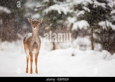 Daini (Dama Dama, Cervus dama), fawn in nevicata, Germania Foto Stock