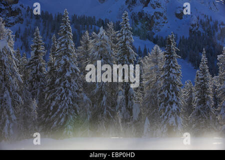 Snowy bosco di conifere con aleggia di nebbia, Svizzera Foto Stock