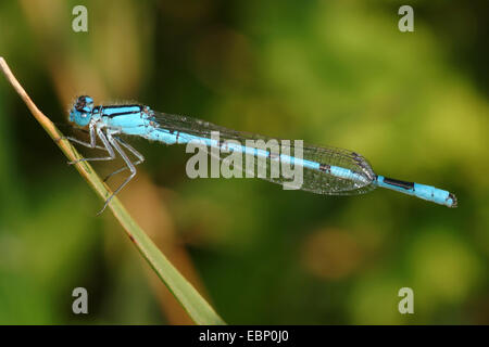 Comune damselfly blu, comune bluet damselfly (cyathigera, Enallagma cyathigerum), maschio, Germania Foto Stock