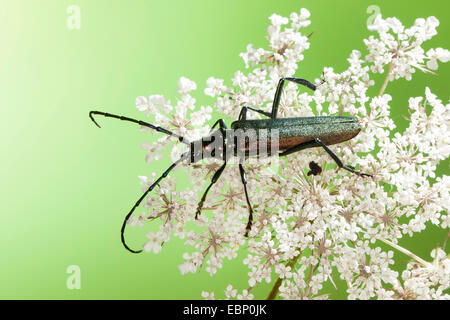 Il muschio beetle (Aromia moschata), sull'infiorescenza di Daucus carota, Germania Foto Stock