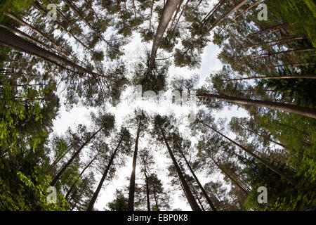 Pino silvestre, pino silvestre (Pinus sylvestris), luminoso bosco di pini, Germania Foto Stock