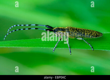 Thistle longhorn beetle, Flat-facce longhorn, Thistle longhorn beetle, Golden-fiorì grigio Longhorn (Agapanthia villosoviridescens), seduta su una foglia, in Germania, in Renania Palatinato, Eifel Foto Stock