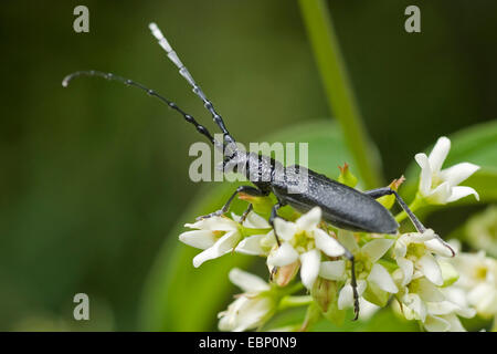 Il faggio capricorno beetle, piccole botti capricorno beetle (Cerambyx scopolii), sui fiori bianchi, Germania Foto Stock