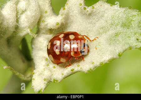 Crema-spot ladybird (Calvia quaotordecimguttata), su una foglia di peloso, Germania Foto Stock