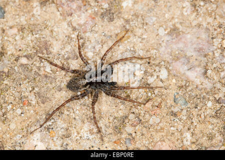 Spotted wolf spider, Massa spider (Pardosa amentata), sul terreno Foto Stock