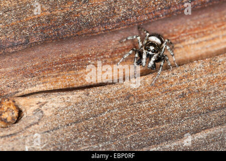 Zebra jumper (Salticus scenicus), maschio o legno, Germania Foto Stock