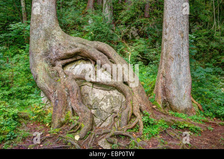 Boulder ricoperta con le radici di un albero, in Germania, in Baviera, Oberbayern, Alta Baviera, Ostallgaeu Foto Stock