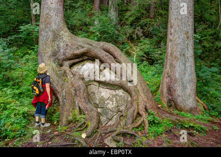 Viandante femmina in piedi accanto a un masso ricoperta con le radici di un albero, in Germania, in Baviera, Oberbayern, Alta Baviera, Ostallgaeu Foto Stock