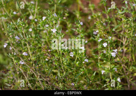 Santoreggia, nepitella (Satureja hortensis), fioritura Foto Stock
