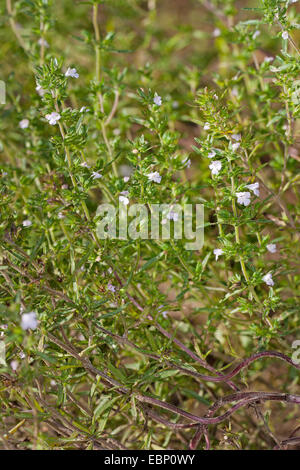 Santoreggia, nepitella (Satureja hortensis), fioritura Foto Stock