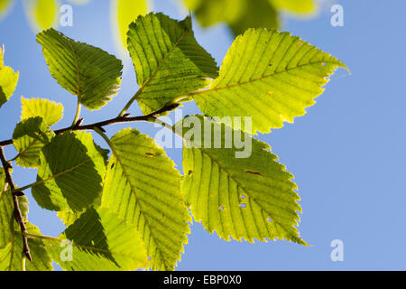 Unione di olmo, bianco europeo Olmo, svolazzanti Elm, diffondendo Elm, Russo olmo (Ulmus laevis, Ulmus effusa), il ramo contro il cielo blu, Germania Foto Stock