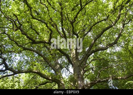 Comune di Quercia farnia, farnia (Quercus robur), la vista della corona dal di sotto, Germania Foto Stock