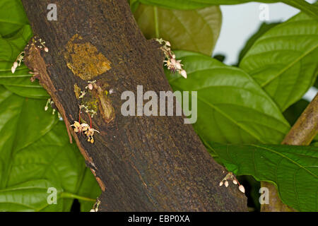 Chocolate, Cocoa Tree (Theobroma cacao), fiori Foto Stock