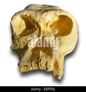 Handy man (Homo habilis) il cranio di un uomo preistorico beeing da neogene (25-2,5 milioni di anni), posizione in Africa Foto Stock