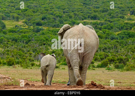 Elefante africano (Loxodonta africana), mucca elefante con vitello nella savana, Sud Africa Foto Stock