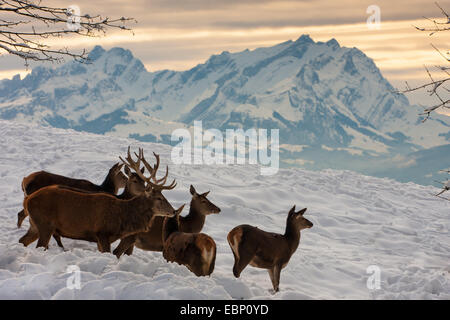 Il cervo (Cervus elaphus), allevamento di cervi in piedi nella neve davanti a uno sfondo montano, Austria, Voralberg, Bregenz Foto Stock