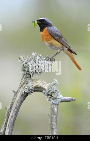 Comune (redstart Phoenicurus phoenicurus), maschio su un ramo con caterpillar nel becco, Finlandia Foto Stock