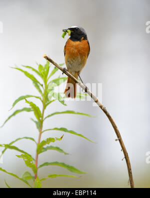 Comune (redstart Phoenicurus phoenicurus), maschio su un ramo con caterpillar nel becco, Finlandia Foto Stock