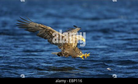 White-tailed sea eagle (Haliaeetus albicilla), la caccia, appena prima che afferra la preda, Norvegia Foto Stock