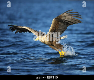 White-tailed sea eagle (Haliaeetus albicilla), caccia afferra la preda, Norvegia Foto Stock