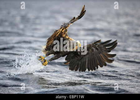 White-tailed sea eagle (Haliaeetus albicilla), caccia afferra la preda, Norvegia Foto Stock