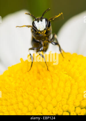 Stuccatore bee, poliestere ape (Hylaeus nigritus), Hylaeus bee maschio su Margherita occhio di bue fiore, Germania Foto Stock