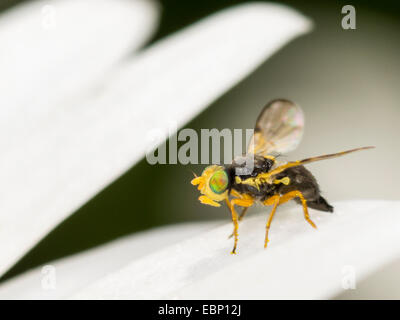 Peacock fly (Ensina sonchi), femmina su oxeye daisy-fiore, Leucanthemum vulgare, Germania Foto Stock