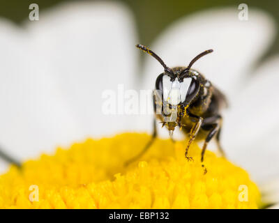 Stuccatore bee, poliestere ape (Hylaeus nigritus), Hylaeus bee maschio su Margherita occhio di bue fiore, Germania Foto Stock