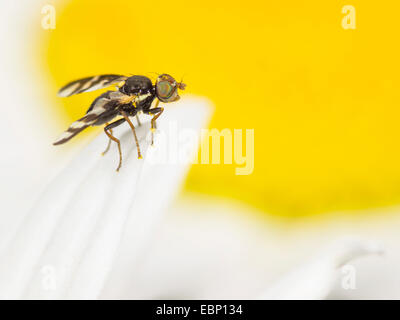 Peacock fly (Urophora quadrifasciata), maschio su oxeye daisy-fiore, Leucanthemum vulgare, Germania Foto Stock