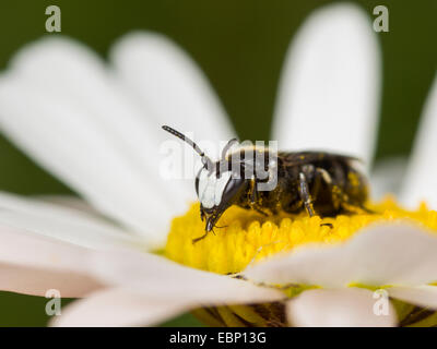 Stuccatore bee, poliestere ape (Hylaeus nigritus), Hylaeus bee maschio su Margherita occhio di bue fiore, Germania Foto Stock