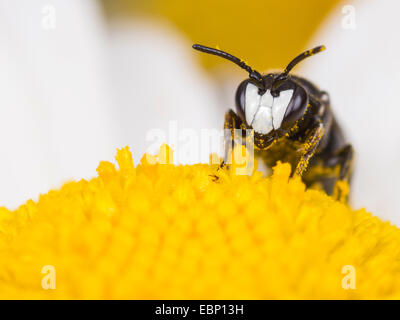 Stuccatore bee, poliestere ape (Hylaeus nigritus), Hylaeus bee maschio su Margherita occhio di bue fiore, Germania Foto Stock