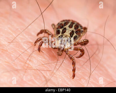 Marsh tick (Dermacentor reticulatus), maschio sulla pelle umana, Germania Foto Stock