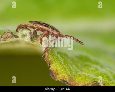 Marsh tick (Dermacentor reticulatus), maschile seduto su una foglia, Germania Foto Stock