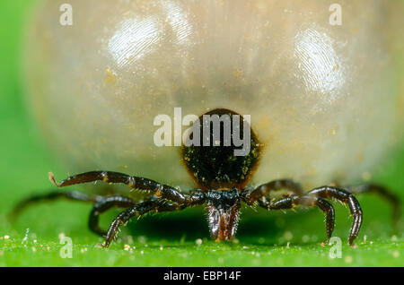 Unione Castor bean tick, Europea Pecore tick (Ixodes ricinus), completamente aspirata femmina su una foglia appena prima della deposizione delle uova, Germania Foto Stock