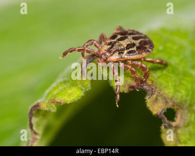 Marsh tick (Dermacentor reticulatus), maschile seduto su una foglia, Germania Foto Stock