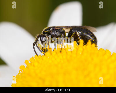 Stuccatore bee, poliestere ape (Hylaeus nigritus), Hylaeus bee rovistando maschio su Margherita occhio di bue fiore, Germania Foto Stock