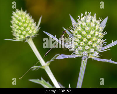 Gasteruption hastator (Gasteruption hastator), femmina rovistando sul mare piatto holly , Germania Foto Stock