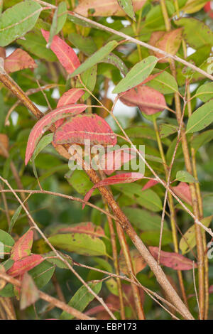 Longbeak eucalipto, fiume redgum, fiume gomma rossa (Eucalyptus camaldulensis), ramo Foto Stock