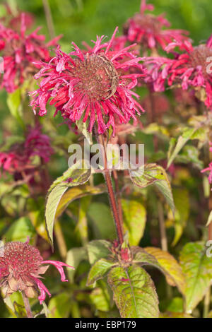 Bee Balsamo, Oswego Tea, bergamotto, Scarlet Beebalm, Scarlet Monarda, Crimson Beebalm (Monarda didyma), fioritura Foto Stock