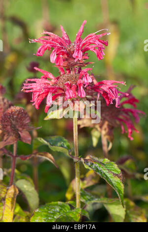 Bee Balsamo, Oswego Tea, bergamotto, Scarlet Beebalm, Scarlet Monarda, Crimson Beebalm (Monarda didyma), fioritura Foto Stock